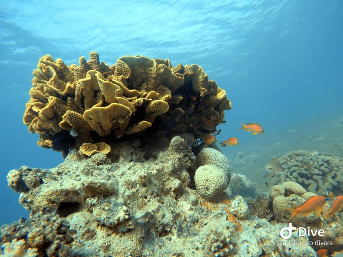 Aqaba Pro Divers 外观 照片