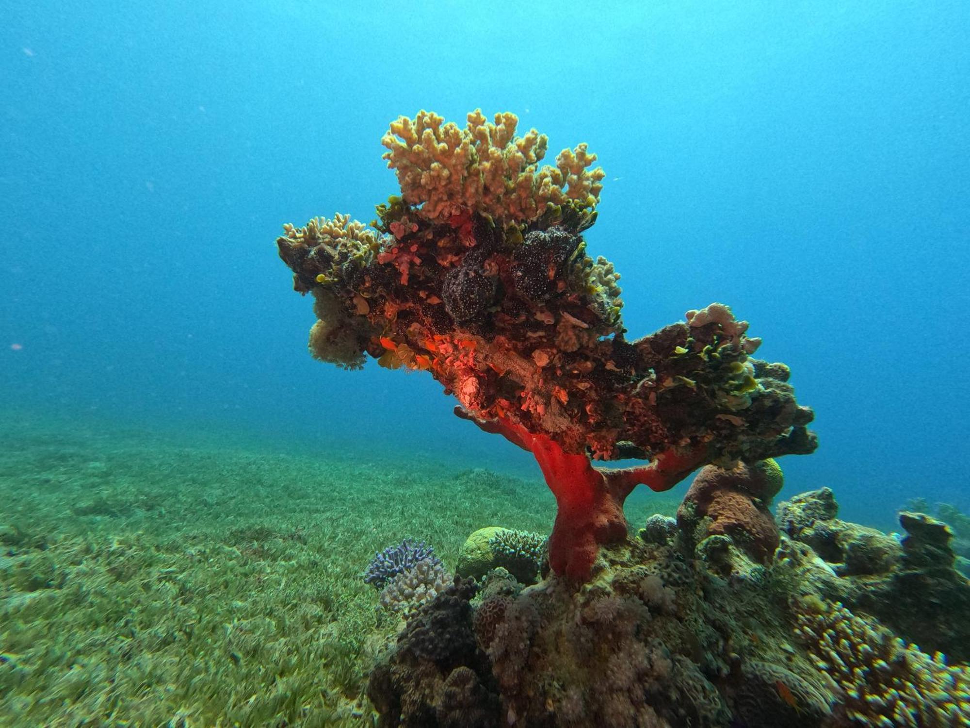 Aqaba Pro Divers 外观 照片