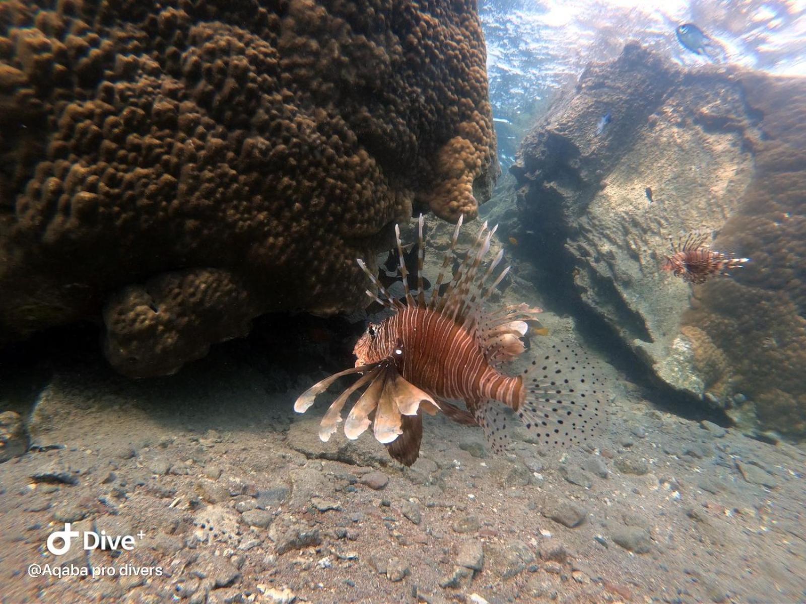 Aqaba Pro Divers 外观 照片