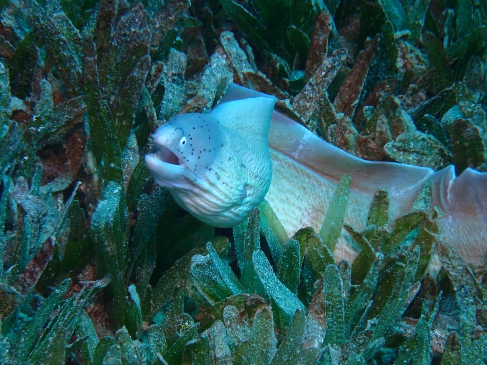 Aqaba Pro Divers 外观 照片